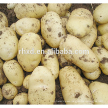 Harvester sweet potato at world price of potato